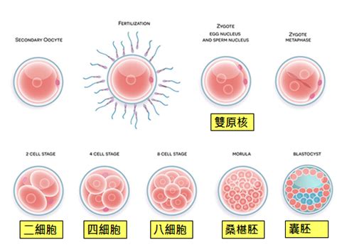 胚胎發育順序|胚胎(生物學術語):發育過程,卵裂及胚泡,植入,胚盤形成,。